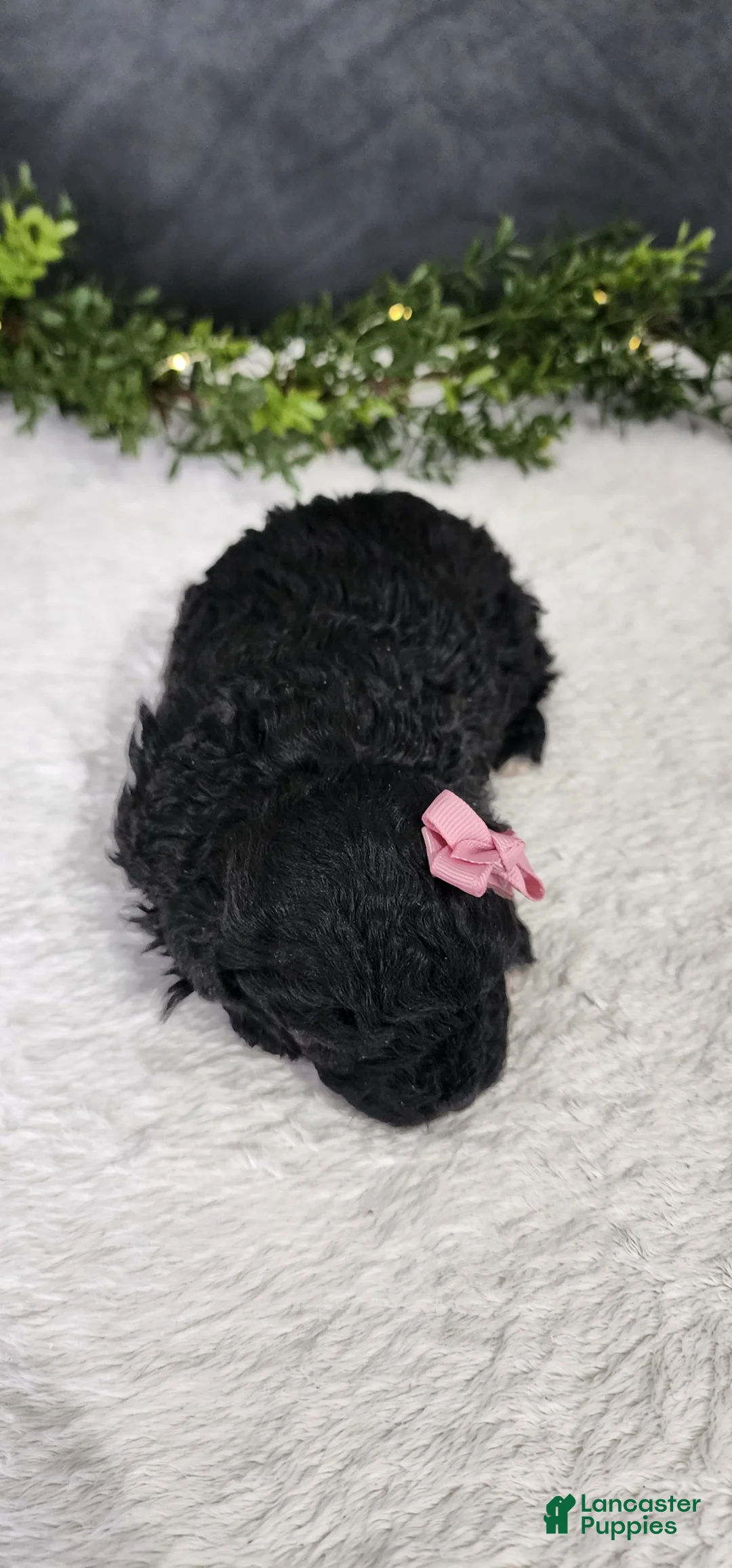 Miniature Poodle dogs for sale: Grace - Ad 3
