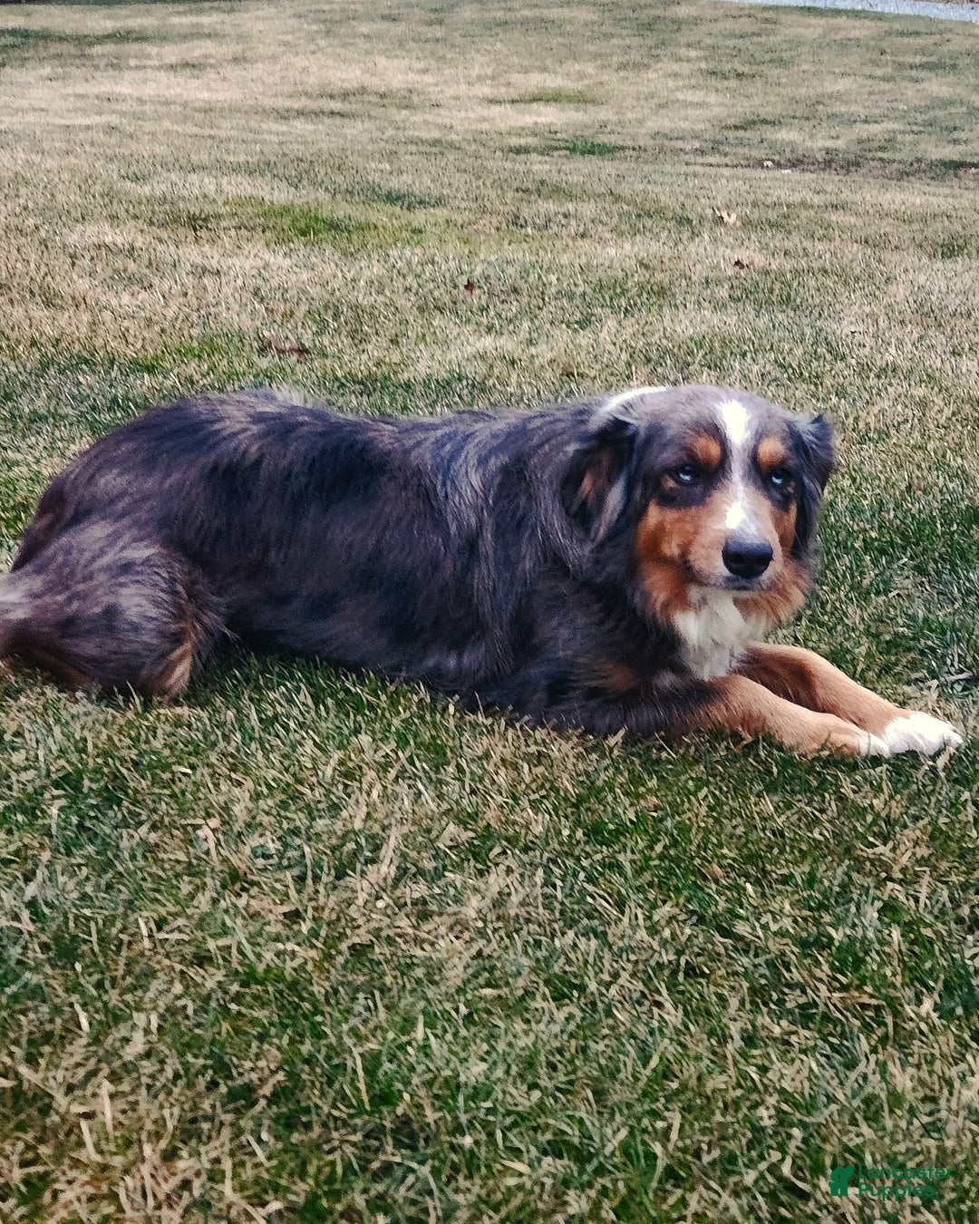 Mixed Breed dogs for sale: Prancer - Ad 4