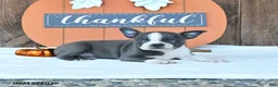 Boston Terrier dogs for sale: Autumn - Ad 4