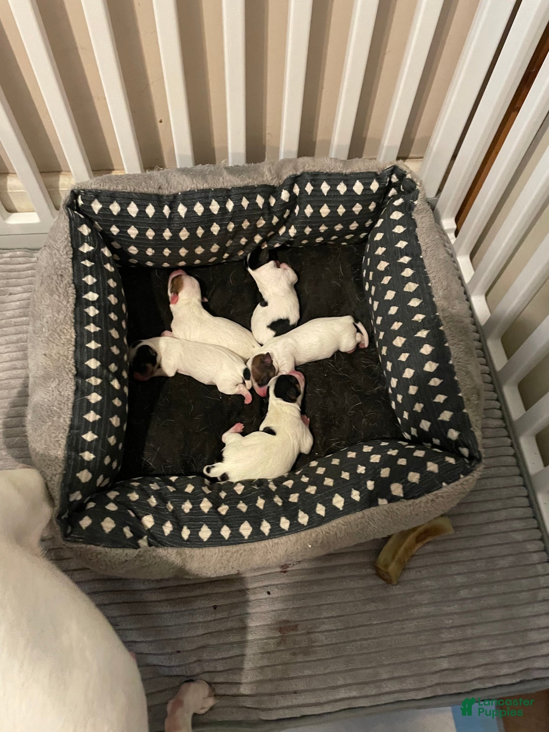 Chihuahua dogs for sale: Lucille - Ad 36