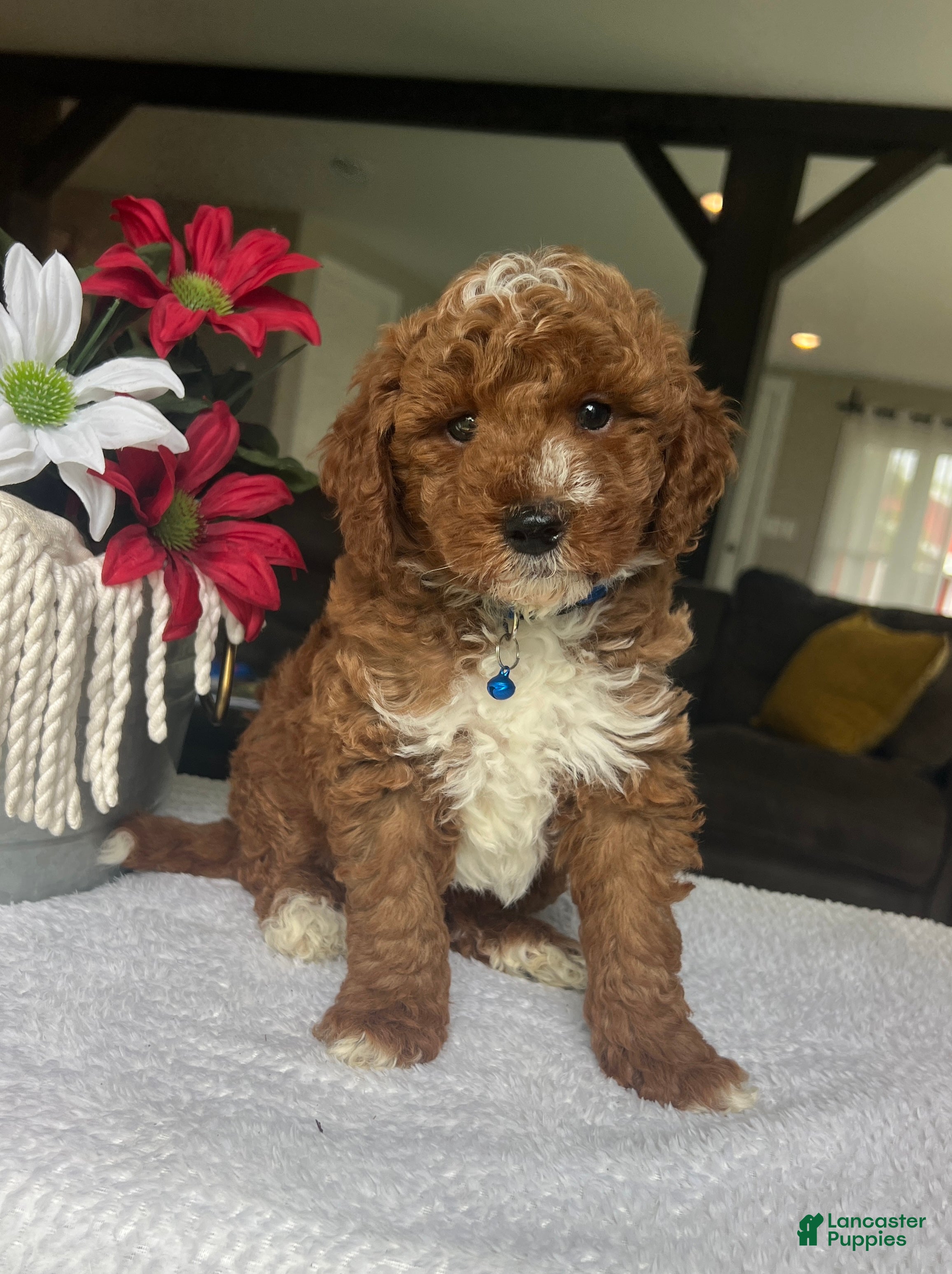 Mini Goldendoodle dogs Ripley - Ad 2