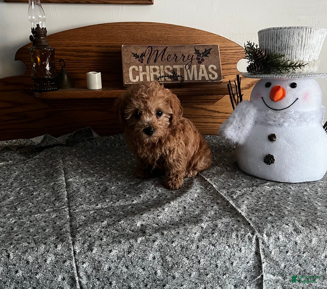 Toy Poodle dogs for sale: Jess - Ad 6