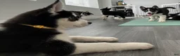 Siberian Husky dogs for sale: Princess - Ad 7