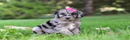 Sheepadoodle dogs for sale: Mimi - Ad 3