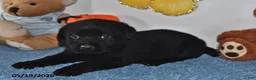 Labrador Retriever dogs for sale: Cooper - Ad 4