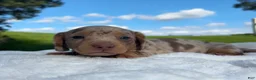 Miniature Dachshund dogs for sale: Moey - Ad 10