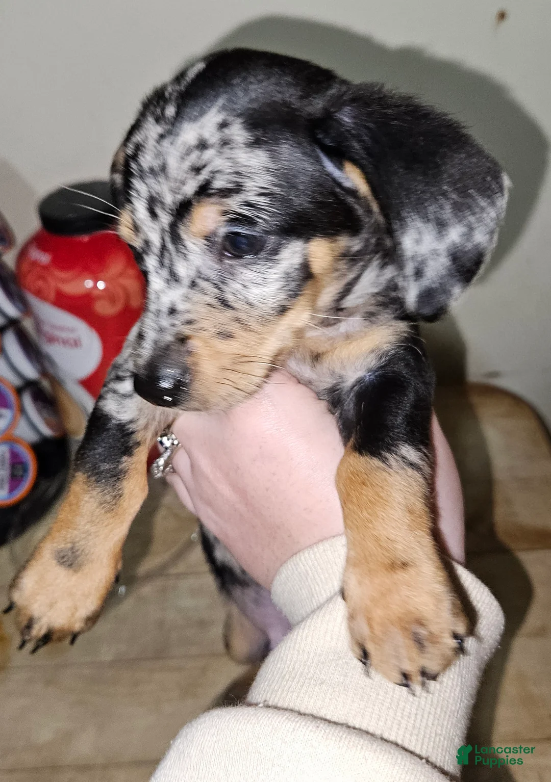 Miniature Dachshund dogs for sale: Dapple (cow) - Ad 2