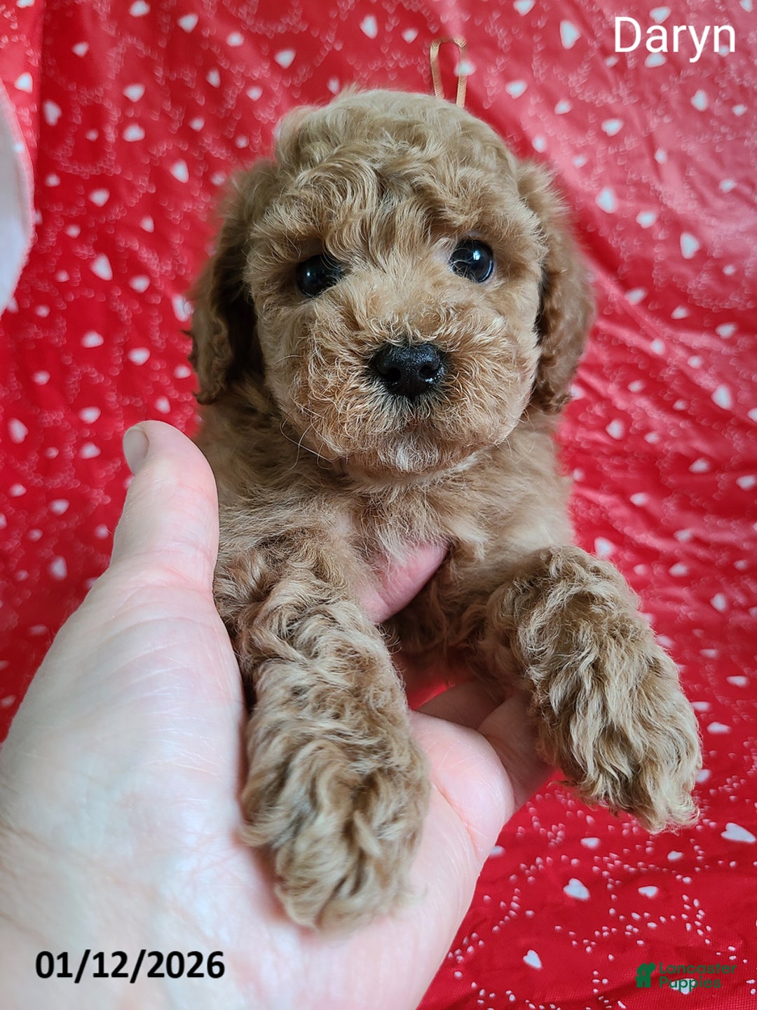 Bichpoo dogs for sale: Daryn - Ad 2