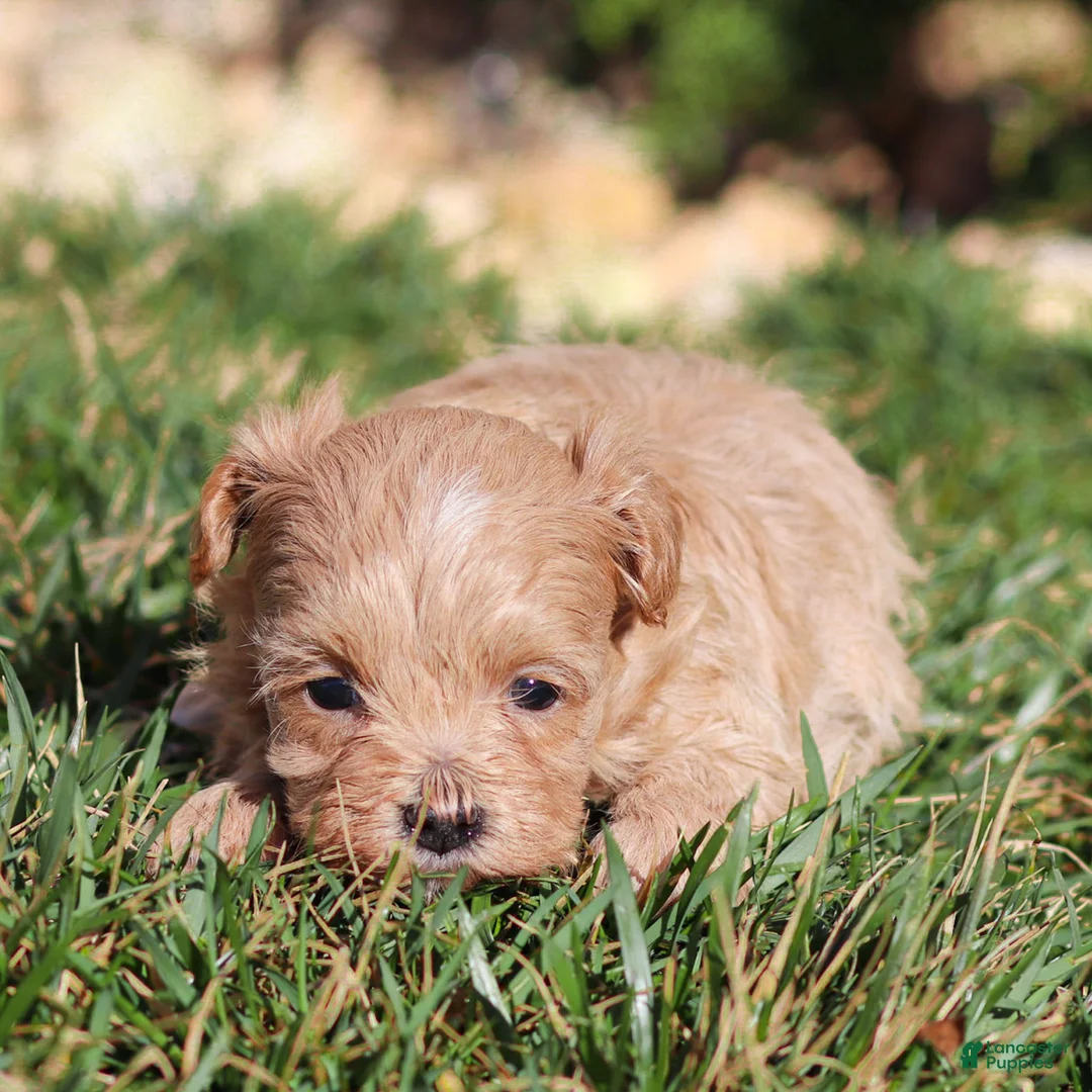 Maltipoo dogs for sale: Maltipoo Puppy 3 - Ad 2