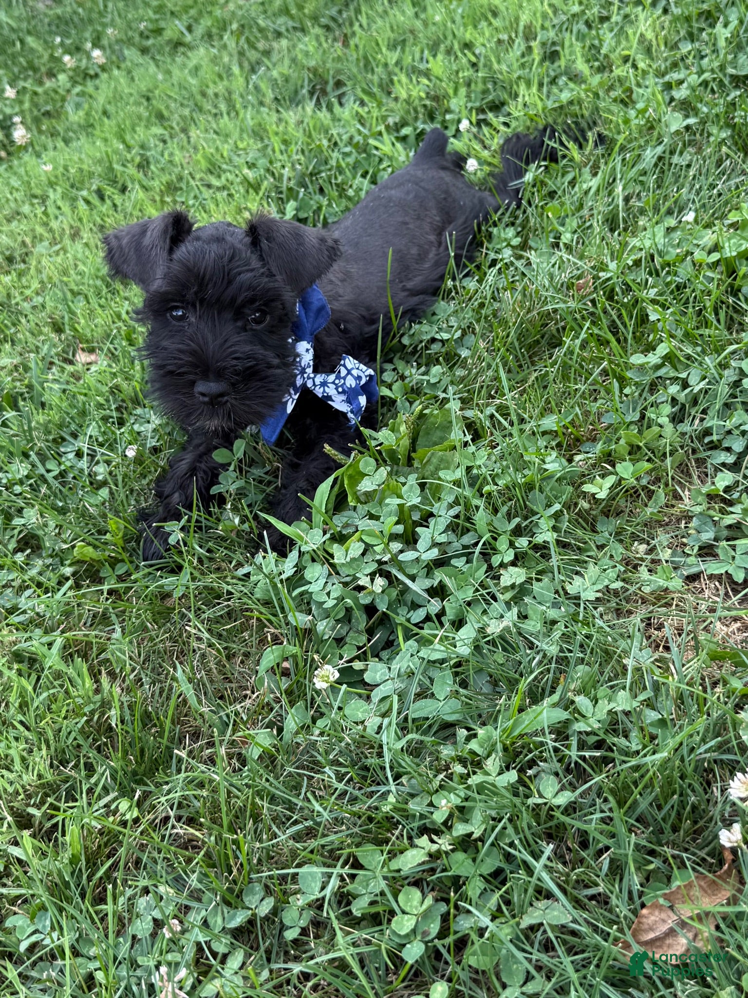 Miniature Schnauzer dogs Rowdy - Ad 2