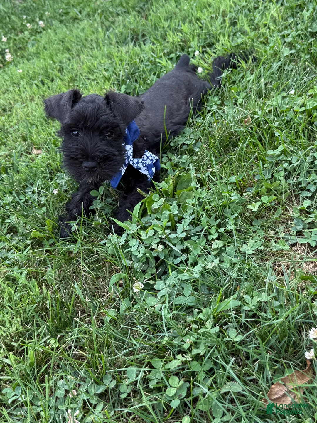 Miniature Schnauzer dogs for sale: Rowdy - Ad 2