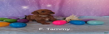 Miniature Poodle Tammy