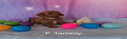 Miniature Poodle dogs for sale: Miniature Poodle Tammy - Ad 1