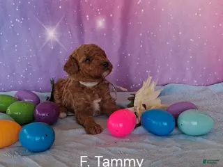 Miniature Poodle dogs Miniature Poodle Tammy - Ad 3