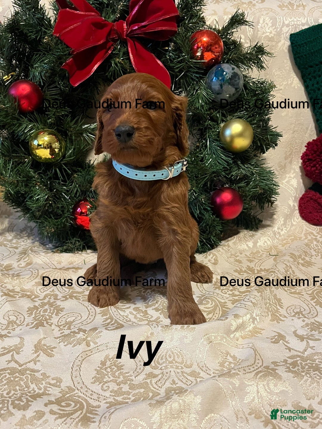 Irish Doodle dogs for sale: Ivy - Ad 3