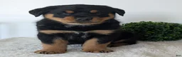 Mixed Breed dogs for sale: Tank - Ad 5