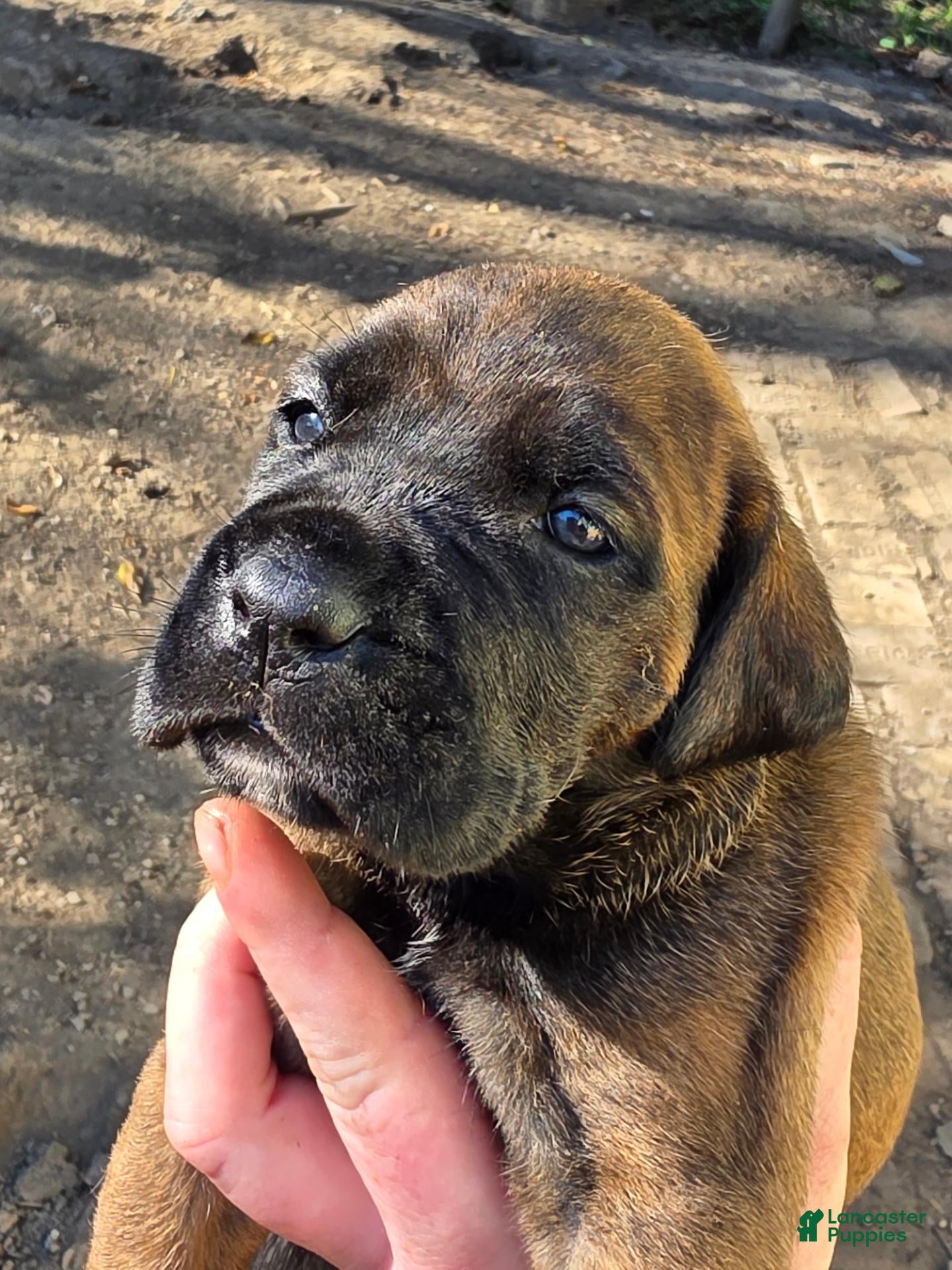 Cane Corso dogs for sale: Cane Corso 4 - Ad 21