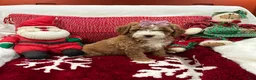 Mini Goldendoodle dogs for sale: Petite Tuxedo Mini Goldendoodle Junebug - Ad 3