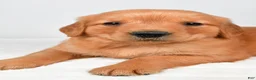 Golden Retriever dogs for sale: Rocky - Ad 5