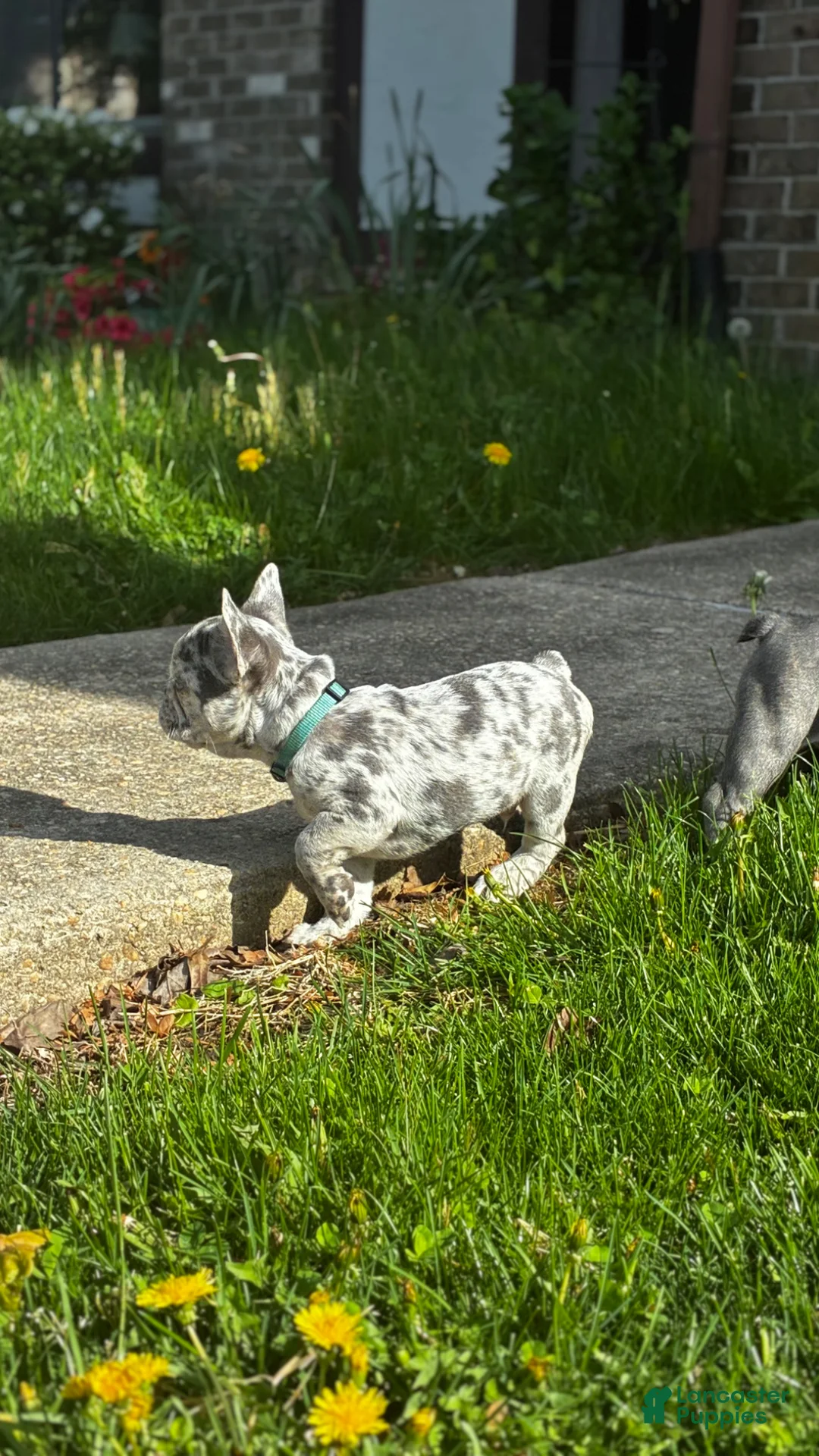 French Bulldog dogs for sale: French Bulldog Puppy 1 - Ad 2