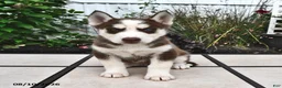 Siberian Husky dogs for sale: Aspen - Ad 4