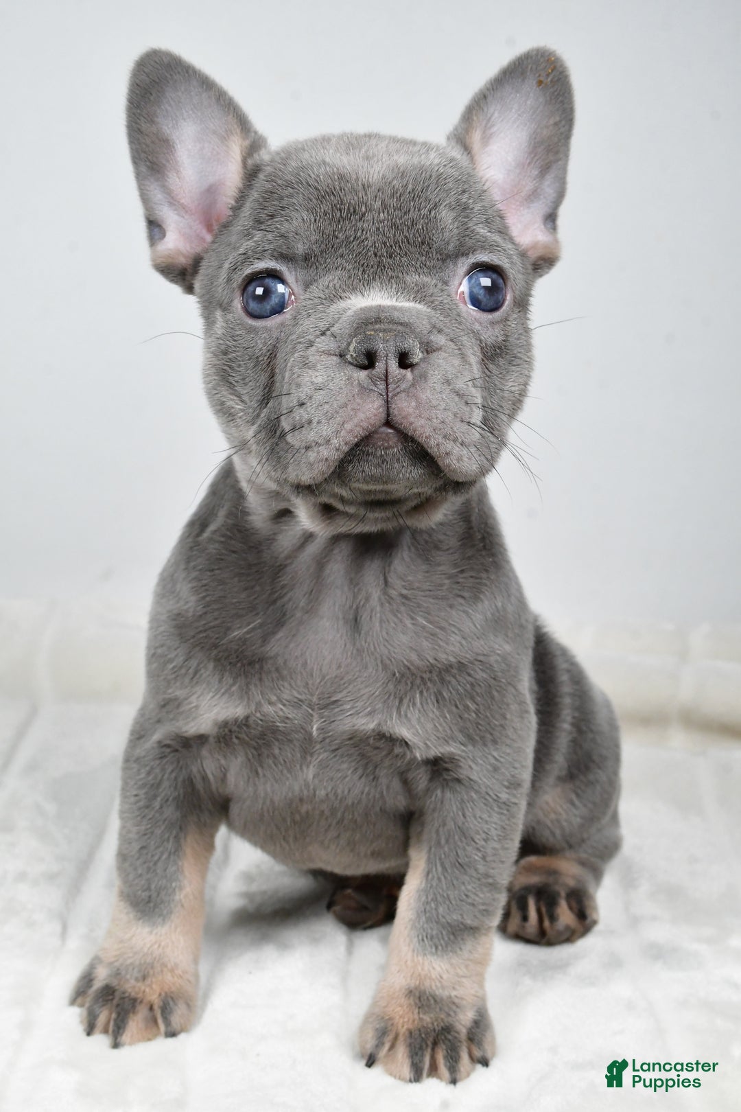 French Bulldog dogs for sale: Faith - Ad 5
