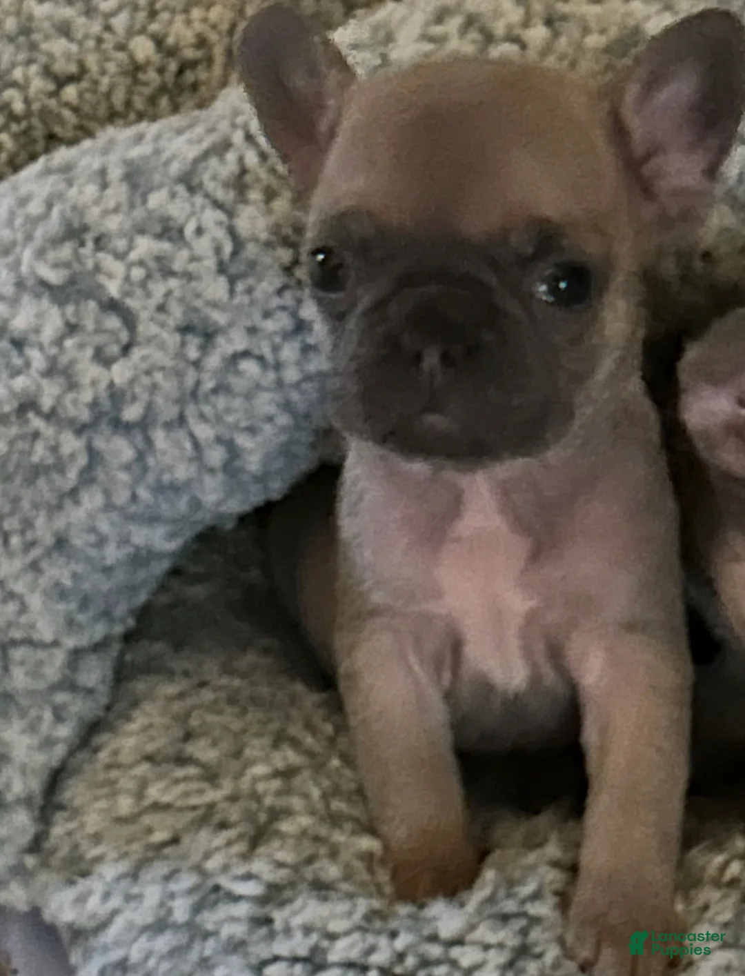 French Bulldog dogs for sale: Jean Claude  - Ad 1