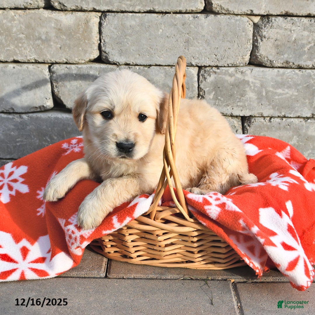 Golden Retriever dogs for sale: Dallas - Ad 2