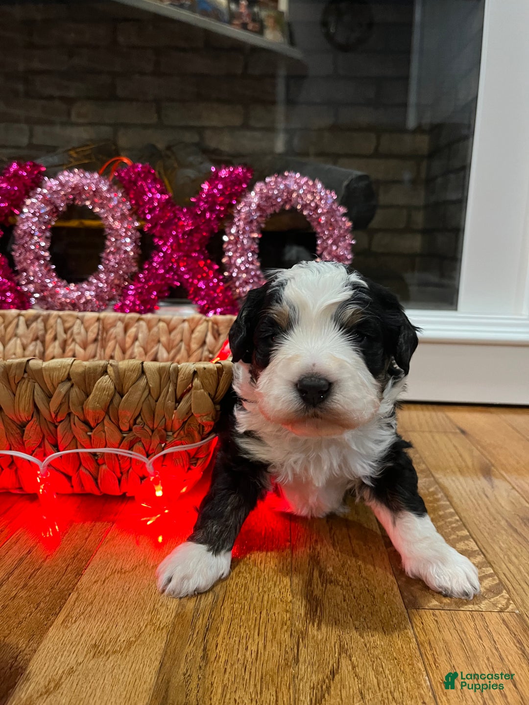 Mini Bernedoodle dogs for sale: Bourbon - Ad 1