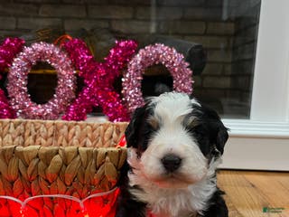 Mini Bernedoodle dogs Bourbon - Ad 37