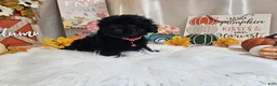 Yorkiepoo dogs for sale: Aden Lane - Ad 3