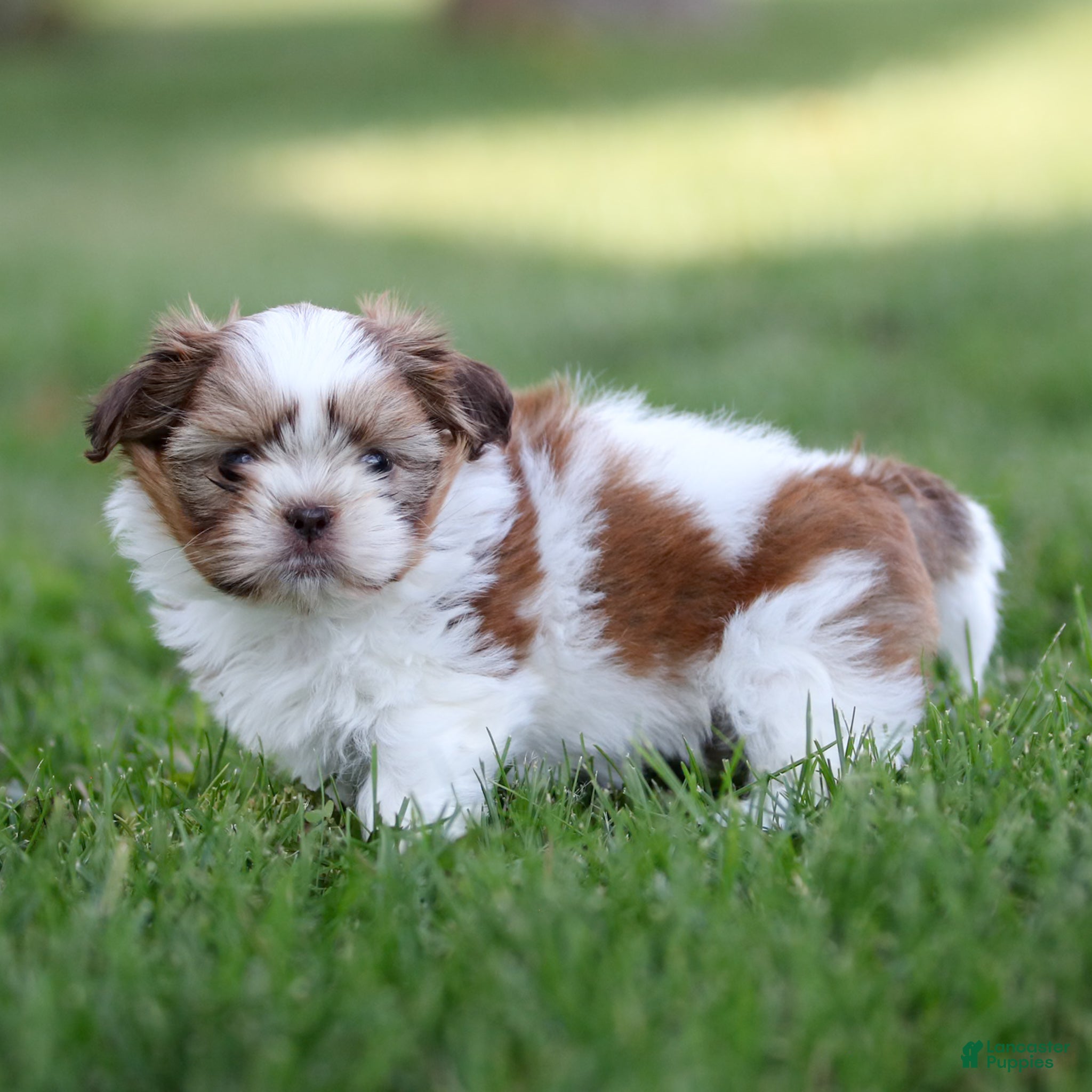 Shih Tzu dogs Rusty Shih Tzu  - Ad 2