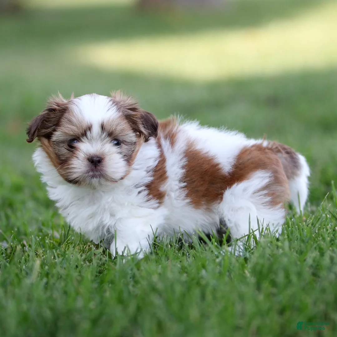 Shih Tzu dogs for sale: Rusty Shih Tzu  - Ad 2