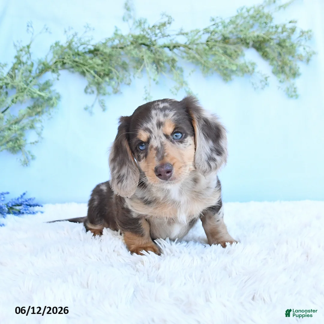 Miniature Dachshund dogs for sale: Kane - Ad 2