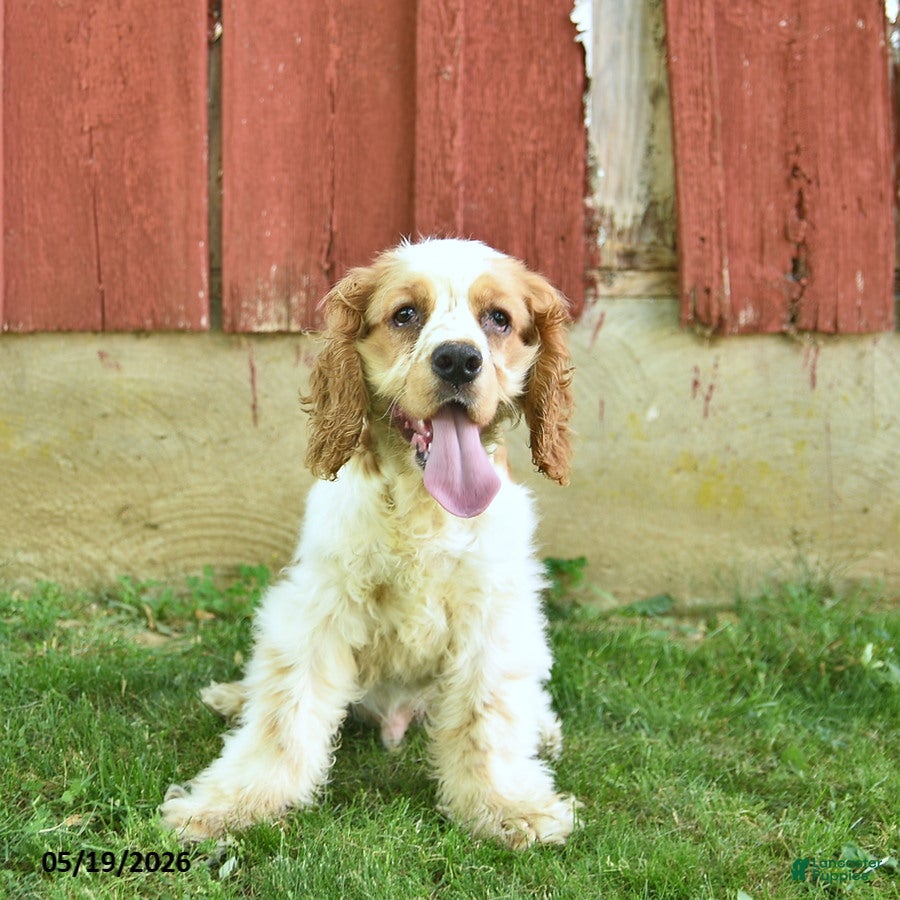 Cocker Spaniel dogs for sale: Murphy - Ad 3