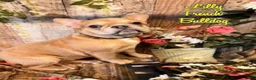 French Bulldog dogs for sale: Lilly - Ad 1