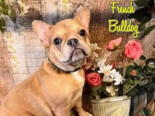 French Bulldog dogs for sale: Lilly - Ad 1