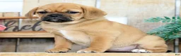 Puggle dogs for sale: Alexis - Ad 5