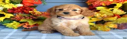 Cavapoo dogs for sale: Harper - Ad 3