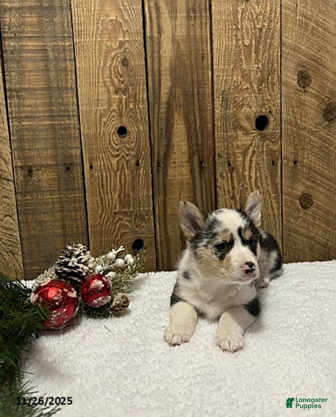 Welsh Corgi Pembroke dogs for sale: Robin - Ad 4