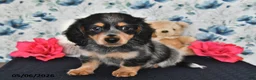Miniature Dachshund dogs for sale: Peter - Ad 2