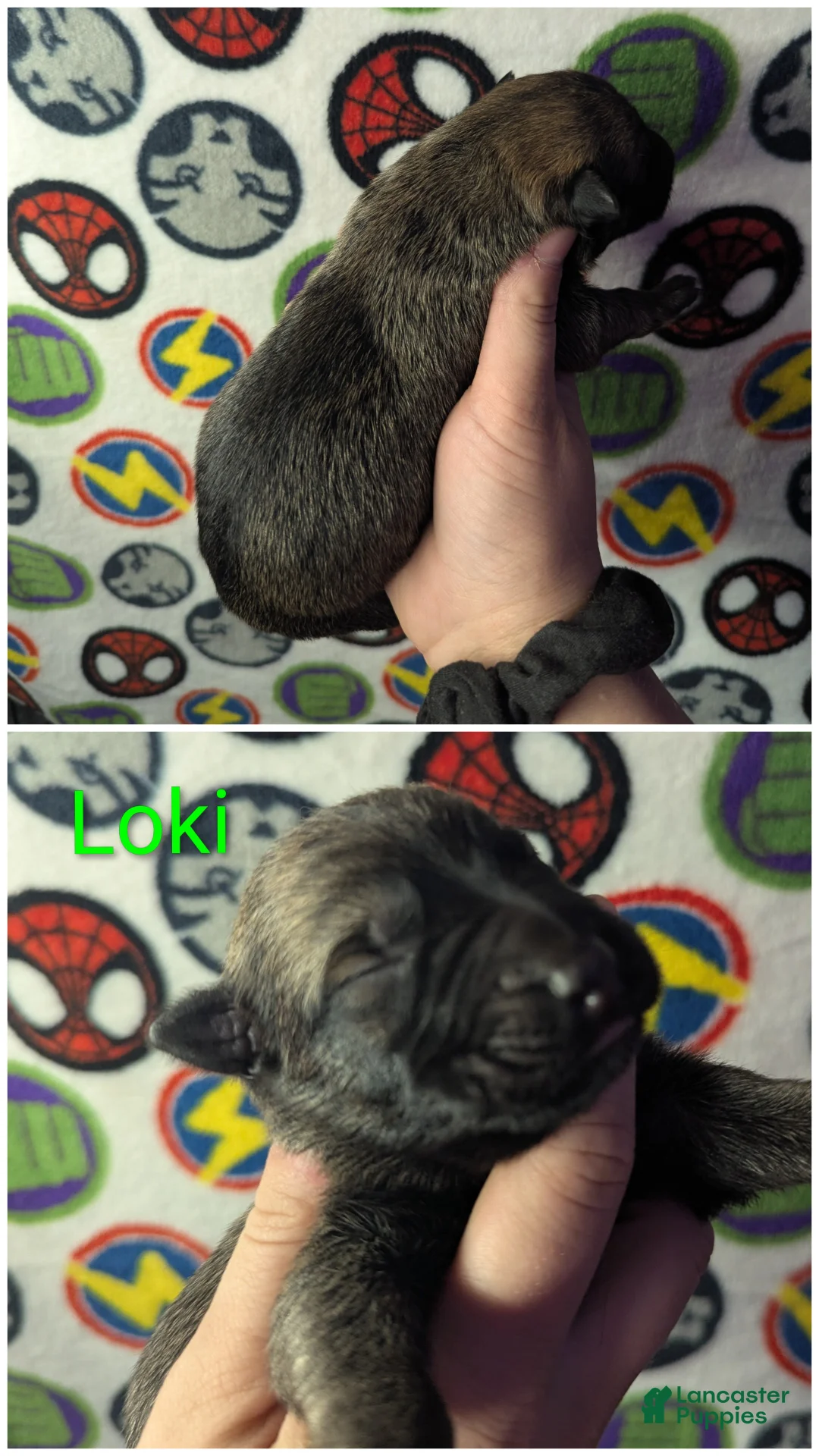 Mixed Breed dogs for sale: Loki  - Ad 1