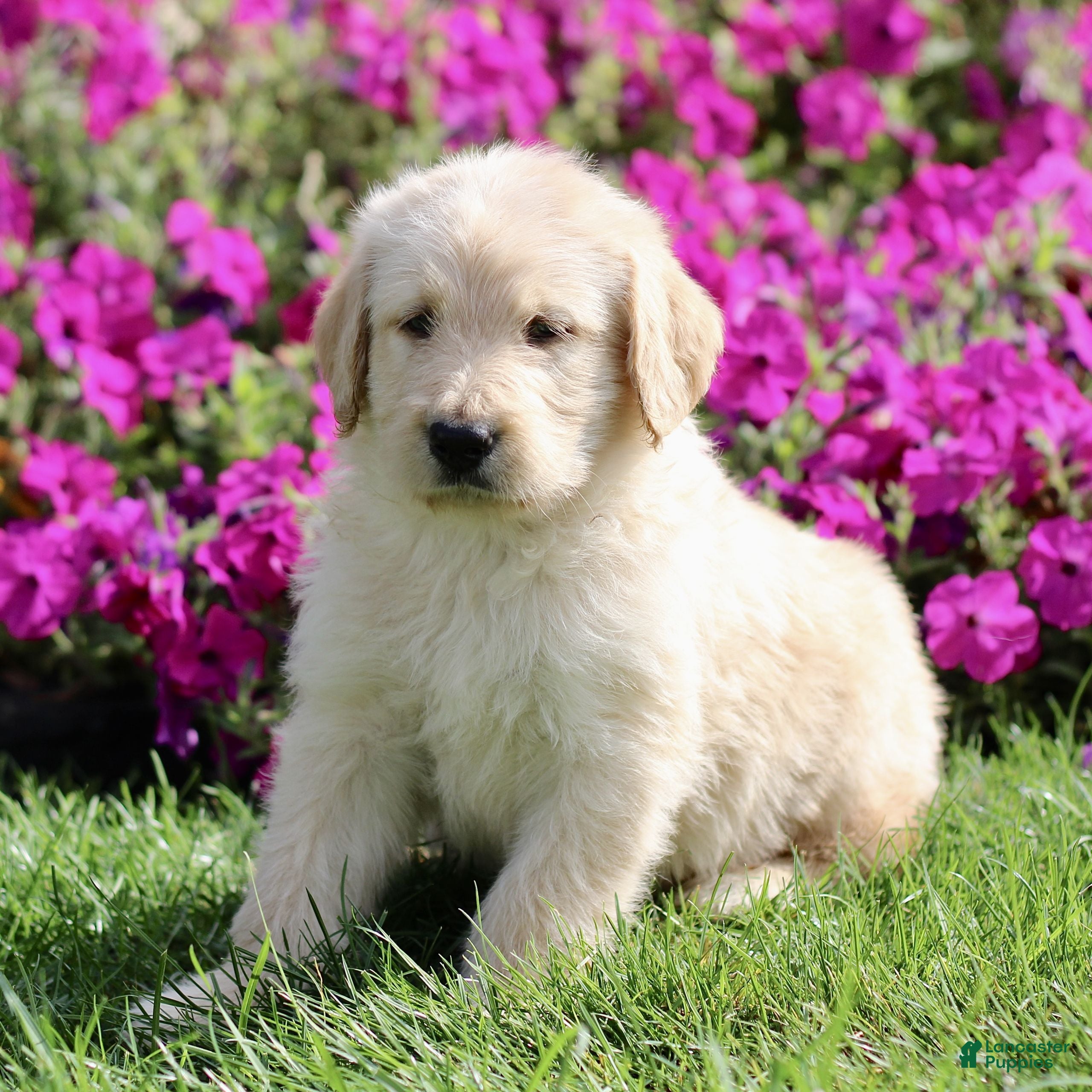 Labradoodle dogs Max  - Ad 2