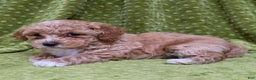 Standard Poodle dogs for sale: Cloud - Ad 4