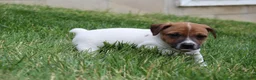 Jack Russell Terrier dogs for sale: Riley - Ad 6