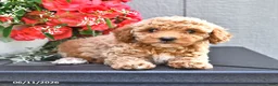 Miniature Poodle dogs for sale: Sage - Ad 3