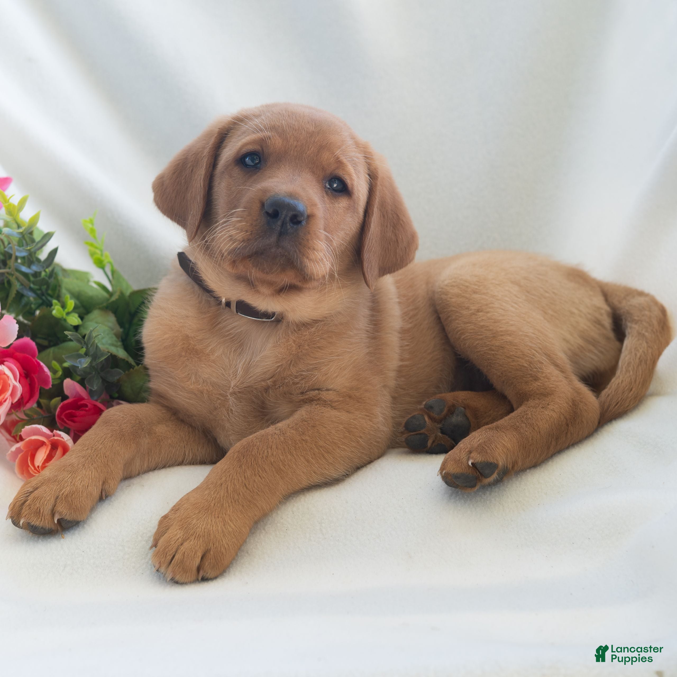 Labrador Retriever dogs Jaylee  - Ad 1