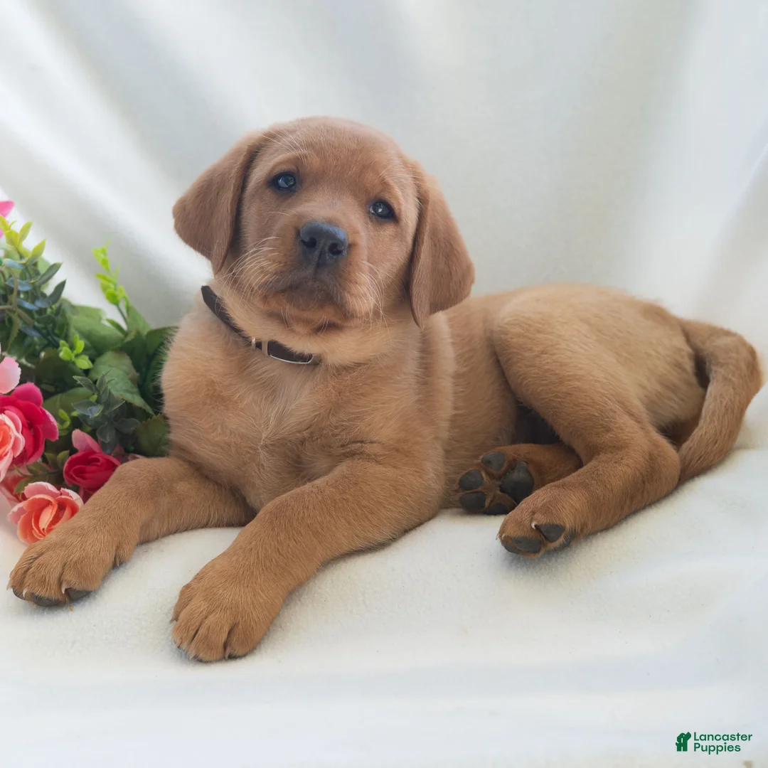 Labrador Retriever dogs for sale: Jaylee  - Ad 1