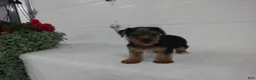 Yorkshire Terrier dogs for sale: Roscoe  - Ad 4