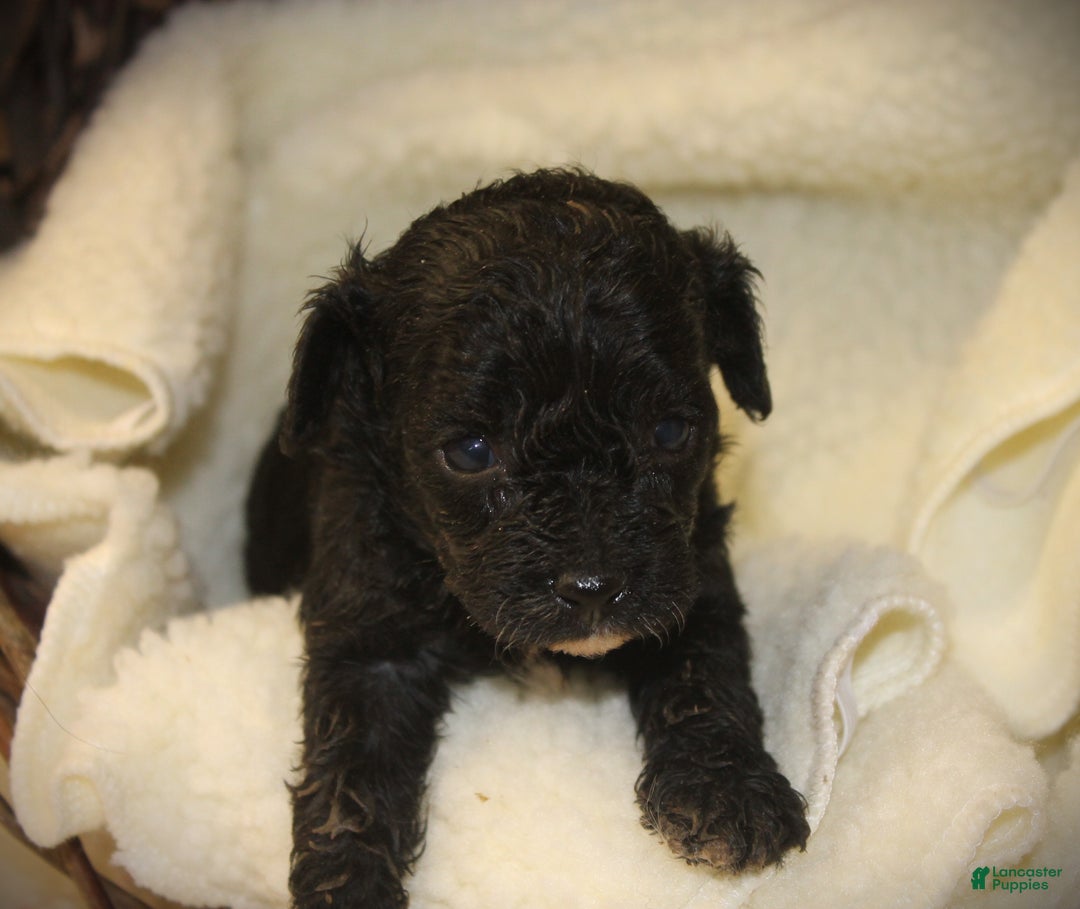 Cavapoo dogs for sale: Turbo - Ad 4
